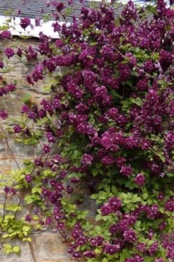Purpurea Plena Elegans Clematis - 1 Gallon Pot -Garden Plants shop clematis viticella purpurea plena elegans 1