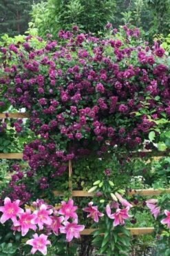 Purpurea Plena Elegans Clematis - 1 Gallon Pot -Garden Plants shop clematis viticella purpurea plena elegans 3