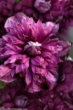 Purpurea Plena Elegans Clematis - 1 Gallon Pot -Garden Plants shop clematis viticella purpurea plena elegans 8