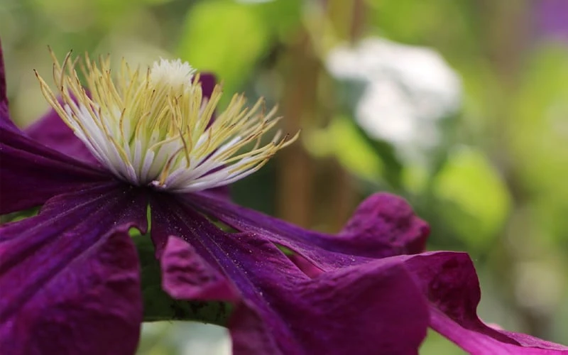 Warsaw Nike Clematis - 1 Gallon Pot Warsaw Nike Clematis - 1 Gallon Pot -Garden Plants shop clematis warsaw nike 10