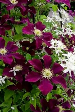 Warsaw Nike Clematis - 1 Gallon Pot 5 Warsaw Nike Clematis - 1 Gallon Pot -Garden Plants shop clematis warsaw nike 11