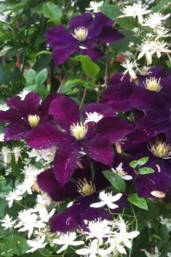 Warsaw Nike Clematis - 1 Gallon Pot 4 Warsaw Nike Clematis - 1 Gallon Pot -Garden Plants shop clematis warsaw nike 12
