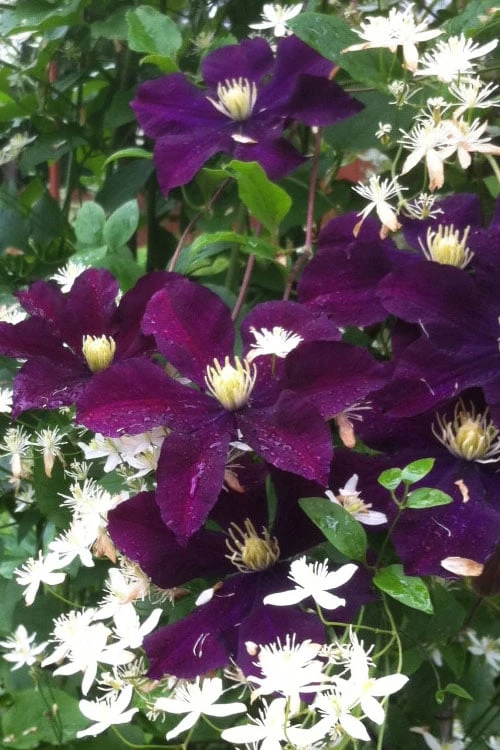 Warsaw Nike Clematis - 1 Gallon Pot Warsaw Nike Clematis - 1 Gallon Pot -Garden Plants shop clematis warsaw nike 12