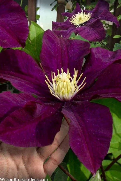 Warsaw Nike Clematis - 1 Gallon Pot Warsaw Nike Clematis - 1 Gallon Pot -Garden Plants shop clematis warsaw nike 15
