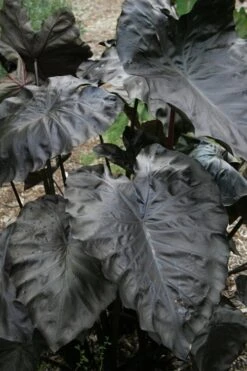Royal Hawaiian Black Coral Elephant Ear (Colocasia) - 1 Gallon Pot 3 Royal Hawaiian Black Coral Elephant Ear (Colocasia) - 1 Gallon Pot -Garden Plants shop colocasia esculenta black coral elephant ear 4