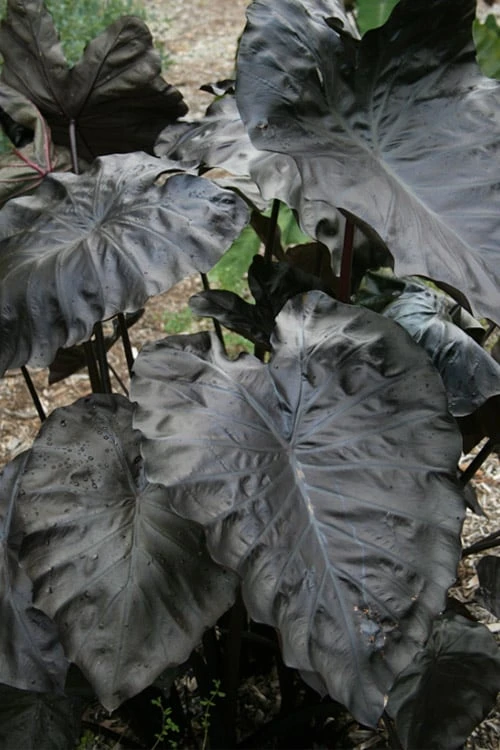 Royal Hawaiian Black Coral Elephant Ear (Colocasia) - 1 Gallon Pot Royal Hawaiian Black Coral Elephant Ear (Colocasia) - 1 Gallon Pot -Garden Plants shop colocasia esculenta black coral elephant ear 4
