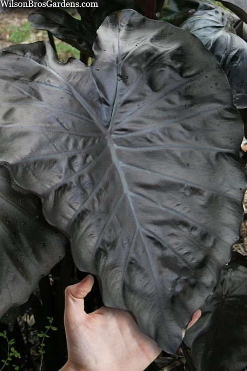 Royal Hawaiian Black Coral Elephant Ear (Colocasia) - 1 Gallon Pot Royal Hawaiian Black Coral Elephant Ear (Colocasia) - 1 Gallon Pot -Garden Plants shop colocasia esculenta black coral elephant ear 5
