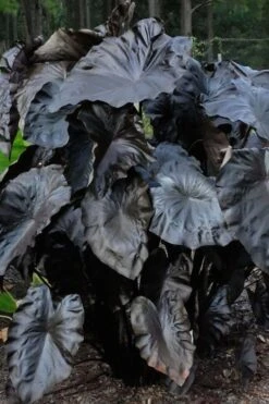 Royal Hawaiian Black Coral Elephant Ear (Colocasia) - 1 Gallon Pot 5 Royal Hawaiian Black Coral Elephant Ear (Colocasia) - 1 Gallon Pot -Garden Plants shop colocasia esculenta black coral elephant ear 6