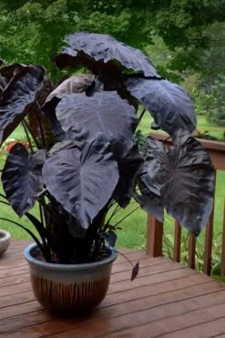 Royal Hawaiian Black Coral Elephant Ear (Colocasia) - 1 Gallon Pot 4 Royal Hawaiian Black Coral Elephant Ear (Colocasia) - 1 Gallon Pot -Garden Plants shop colocasia esculenta black coral elephant ear 7