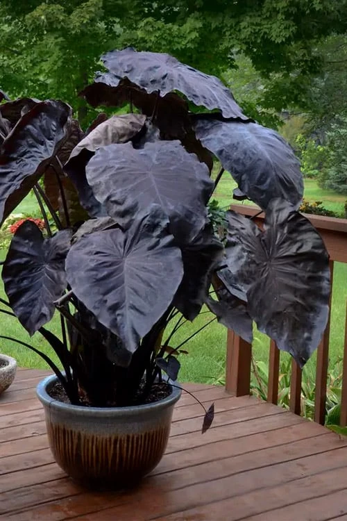 Royal Hawaiian Black Coral Elephant Ear (Colocasia) - 1 Gallon Pot Royal Hawaiian Black Coral Elephant Ear (Colocasia) - 1 Gallon Pot -Garden Plants shop colocasia esculenta black coral elephant ear 7