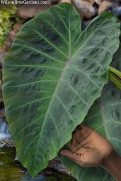 Maximus Gigante Hardy Elephant Ear (Colocasia) - 5 Gallon Pot -Garden Plants shop colocasia maximus gigante elephant ears 3