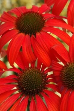 Tomato Soup Coneflower (Echinacea) - 1 Gallon Pot -Garden Plants shop coneflower tomato soup 500x750 1