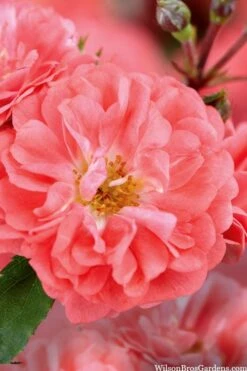 Coral Drift Groundcover Rose - 3 Gallon Pot 3 Coral Drift Groundcover Rose - 3 Gallon Pot -Garden Plants shop coral drift rose 101