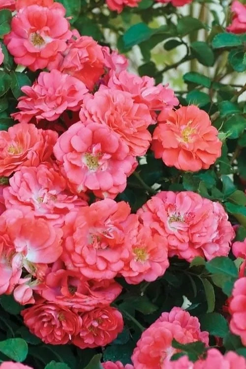Coral Drift Groundcover Rose - 3 Gallon Pot Coral Drift Groundcover Rose - 3 Gallon Pot -Garden Plants shop coral drift rose 102