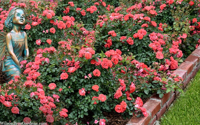 Coral Drift Groundcover Rose - 3 Gallon Pot Coral Drift Groundcover Rose - 3 Gallon Pot -Garden Plants shop coral drift rose 104