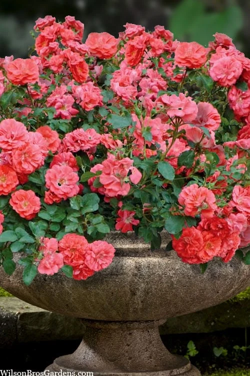 Coral Drift Groundcover Rose - 3 Gallon Pot Coral Drift Groundcover Rose - 3 Gallon Pot -Garden Plants shop coral drift rose 105