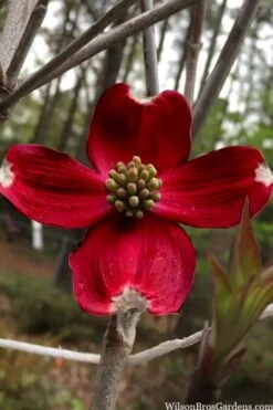 Ragin' Red Dogwood Tree - 3 Gallon Pot
