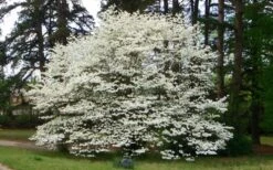 Native White Flowering Dogwood (Cornus Florida) - 3 Gallon Pot -Garden Plants shop cornus florida white flowering dogwood 1