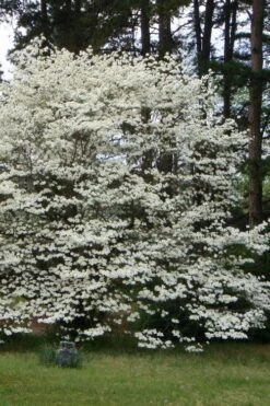 Native White Flowering Dogwood (Cornus Florida) - 3 Gallon Pot -Garden Plants shop cornus florida white flowering dogwood 2