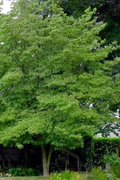 Native White Flowering Dogwood (Cornus Florida) - 3 Gallon Pot -Garden Plants shop cornus florida white flowering dogwood 3