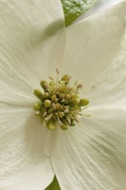 Native White Flowering Dogwood (Cornus Florida) - 3 Gallon Pot -Garden Plants shop cornus florida white flowering dogwood 5