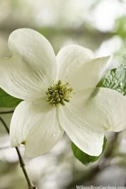 Native White Flowering Dogwood (Cornus Florida) - 3 Gallon Pot -Garden Plants shop cornus florida white flowering dogwood 6