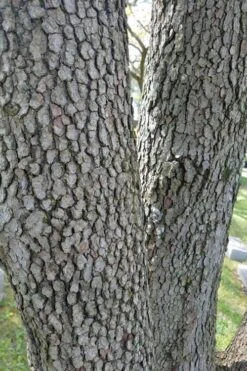 Native White Flowering Dogwood (Cornus Florida) - 3 Gallon Pot -Garden Plants shop cornus florida white flowering dogwood 8