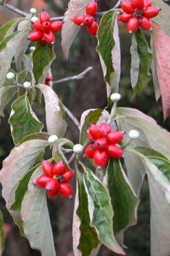 Native White Flowering Dogwood (Cornus Florida) - 3 Gallon Pot -Garden Plants shop cornus florida white flowering dogwood fruit berries 9