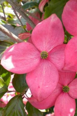 Pink Chinese Dogwood - Cornus Kousa 'Satomi' - 2 Gallon Pot 4 Pink Chinese Dogwood - Cornus Kousa 'Satomi' - 2 Gallon Pot -Garden Plants shop cornus kousa satomi pink dogwood 20