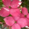 Pink Chinese Dogwood - Cornus Kousa 'Satomi' - 2 Gallon Pot