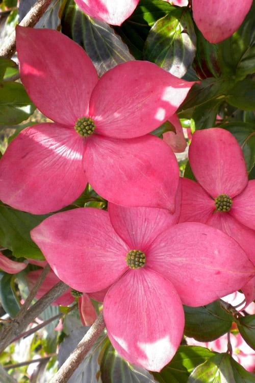 Pink Chinese Dogwood - Cornus kousa 'Satomi' - 2 Gallon Pot Pink Chinese Dogwood - Cornus Kousa 'Satomi' - 2 Gallon Pot -Garden Plants shop cornus kousa satomi pink dogwood 21
