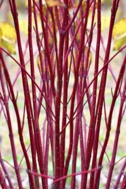 Red Osier Red Twig Dogwood (Cornus Sericea) - 1 Gallon Pot -Garden Plants shop cornus sericera red osier dogwood 1