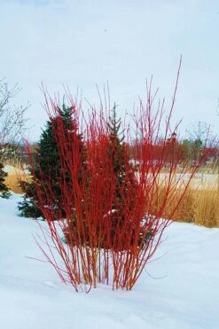 Red Osier Red Twig Dogwood (Cornus Sericea) - 1 Gallon Pot -Garden Plants shop cornus sericera red osier dogwood 4