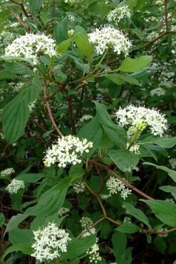 Red Osier Red Twig Dogwood (Cornus Sericea) - 1 Gallon Pot -Garden Plants shop cornus sericera red osier dogwood 5