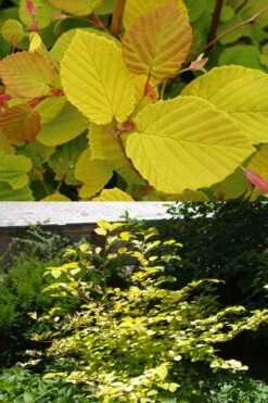 Golden Spring Winter Hazel (Corylopsis) - 1 Gallon Pot -Garden Plants shop corylopsis spicata golden spring winterhazel 13