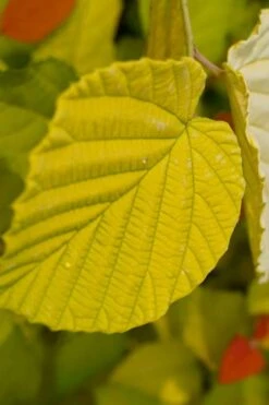 Golden Spring Winter Hazel (Corylopsis) - 1 Gallon Pot -Garden Plants shop corylopsis spicata golden spring winterhazel 14