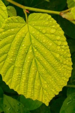 Golden Spring Winter Hazel (Corylopsis) - 1 Gallon Pot -Garden Plants shop corylopsis spicata golden spring winterhazel 15