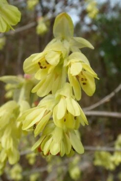 Golden Spring Winter Hazel (Corylopsis) - 1 Gallon Pot -Garden Plants shop corylopsis spicata golden spring winterhazel 17