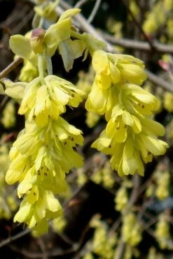 Golden Spring Winter Hazel (Corylopsis) - 1 Gallon Pot -Garden Plants shop corylopsis spicata golden spring winterhazel 18