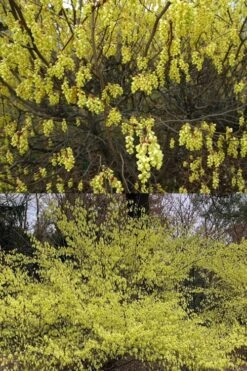 Golden Spring Winter Hazel (Corylopsis) - 1 Gallon Pot -Garden Plants shop corylopsis spicata golden spring winterhazel 2