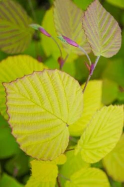 Golden Spring Winter Hazel (Corylopsis) - 1 Gallon Pot -Garden Plants shop corylopsis spicata golden spring winterhazel 20