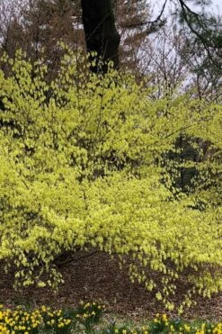 Golden Spring Winter Hazel (Corylopsis) - 1 Gallon Pot -Garden Plants shop corylopsis spicata golden spring winterhazel 3