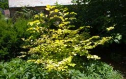 Golden Spring Winter Hazel (Corylopsis) - 1 Gallon Pot -Garden Plants shop corylopsis spicata golden spring winterhazel 6