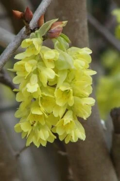 Golden Spring Winter Hazel (Corylopsis) - 1 Gallon Pot -Garden Plants shop corylopsis spicata golden spring winterhazel 7