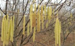 American Hazelnut (Filbert) - 1 Gallon Pot -Garden Plants shop corylus american american hazelnut fall leaves 10