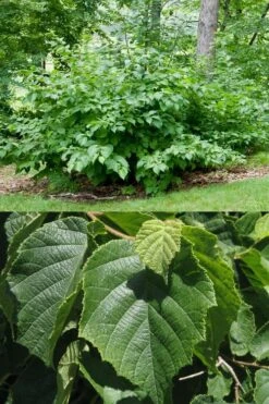American Hazelnut (Filbert) - 3 Gallon Pot -Garden Plants shop corylus american american hazelnut fall leaves 13 1