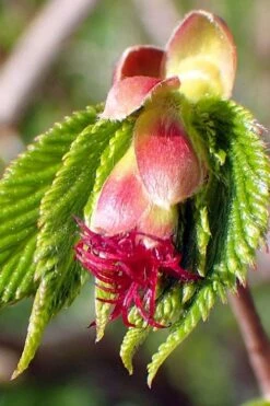 American Hazelnut (Filbert) - 3 Gallon Pot -Garden Plants shop corylus american american hazelnut fall leaves 8 1