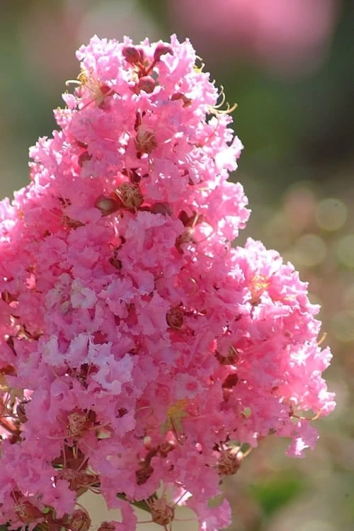 Sioux Pink Crape Myrtle Tree (Single Trunk) - 5 Gallon Pot Sioux Pink Crape Myrtle Tree (Single Trunk) - 5 Gallon Pot -Garden Plants shop crape myrtle sioux pink 52