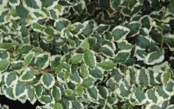Variegated Creeping Fig - Ficus Pumila 'Variegata' - 6 Pack Of Pint Pots -Garden Plants shop creeping fig ficus pumila variegata 50 1