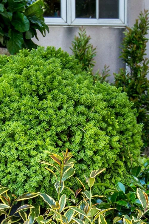Dragon Prince Cryptomeria - 1 Gallon Pot Dragon Prince Cryptomeria - 1 Gallon Pot -Garden Plants shop cryptomeria dragon prince dwarf japanese cedar 1 1